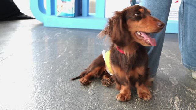 Cute long-haired dachshund resting indoors in a soft pet portrait