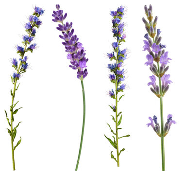 photograph of beautiful purple echium vulgare wildflowers, also known as viper's-bugloss, showcasing delicate blooms.