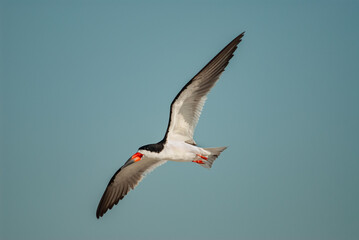 Obraz premium Black Skimmer (Rynchops niger) bird flying against a blue sky at Lido Beach, Jones Beach State Park, New York, USA