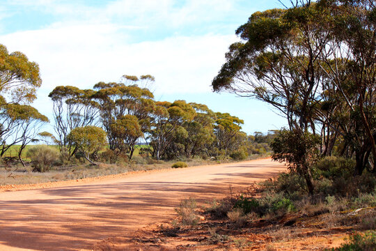 Eucalyptus trees and acacias on an outback road in Australia