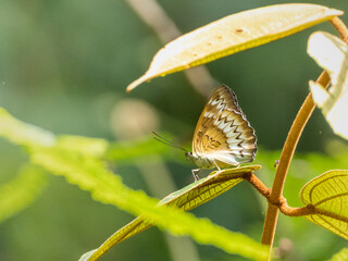Fototapeta premium The butterfly on the leaf