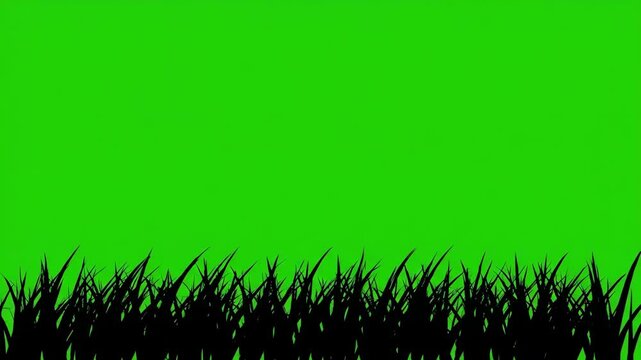 Silhouette of lush green grass against a vibrant green screen background, perfect for visual effects and compositing