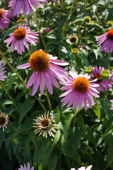purple echinacea flowers in summer