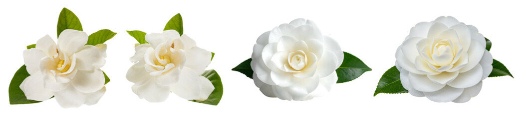 Beautiful white camellia and gardenia flowers with lush green leaves, showcasing delicate petals and natural elegance.