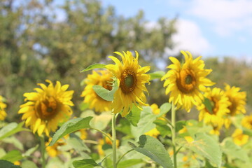 Obraz premium Sunflowers are beautiful when grown outdoors.