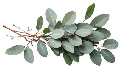 Fototapeta premium Fresh eucalyptus leaves on a branch, perfect for decoration or aromatherapy