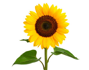 Firefly_A small silver metallic cap amber vaccine bottle mockup with a blank white label on a - Firefly_Single sunflower with leaves and stem on an isolated background (2)