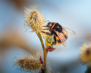  A Buff-tailed Bumblebee (Bombus terrestris) clings to pussy willow catkins (Salix), Bulkington, warwickshire, March 2026. © Neil_Benison_Photos