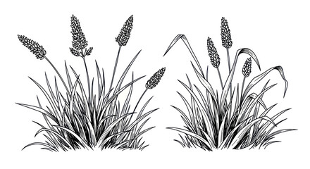 Hand-drawn illustration of plantain plants with seed heads. © Ndog