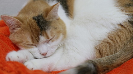 昼寝中の三毛猫