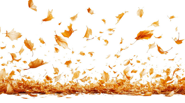 Golden autumn leaves falling from above, against a stark black background