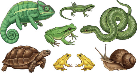 Reptiles and amphibians wildlife collection featuring chameleon, lizard, snake, frog, tortoise and snail detailed nature animals illustration isolated on white background © SreeShontusChandra