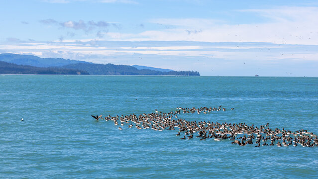 Common Murres Flock of seabirds floating in Kachemak Bay Near Gull Island on a sunny day close to Homer Alaska United States