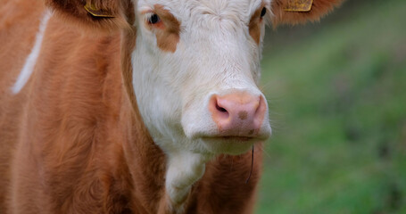 Cow stands in a field looking at the camera during daytime in a rural area with green grass and a gentle slope in the background © Joachim