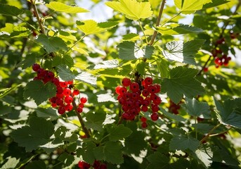Obraz premium Red currants on a branch in sunlight