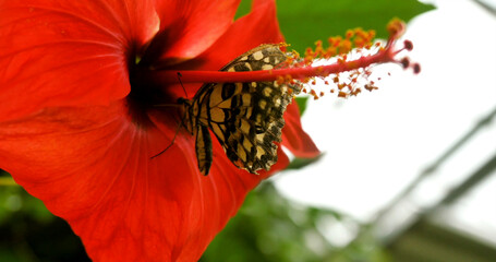 Butterfly sipping nectar from red hibiscus flower in a garden on a sunny day © Joachim