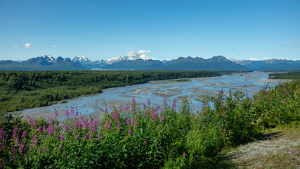Fireweed Wildflowers Front Mount Denali