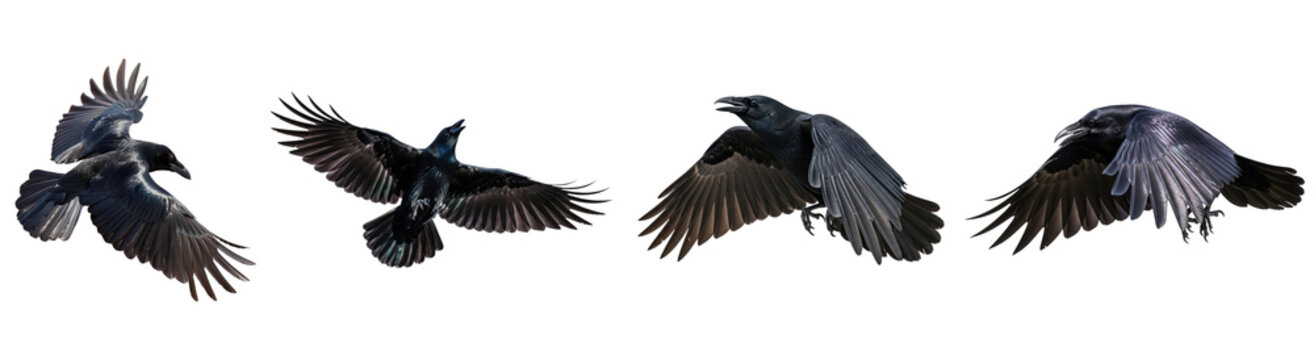 Dynamic collection of majestic black crows in various flight postures, isolated on a transparent background.