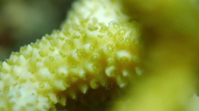 Extreme Close-Up Macro Shot of Yellow Coral Polyps Underwater