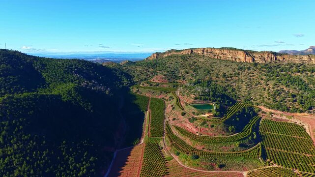Workers tend to orange trees in rows on hilly land. A small pond is located in the center of the plantation. Mountains are visible in the background under a bright sky.