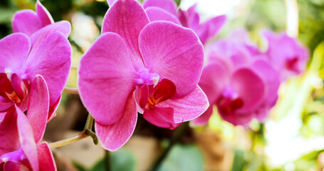 Bright pink orchids bloom in a garden during daylight among green leaves and warm sunlight creating...