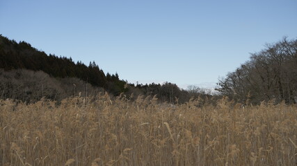 大沼公園にて冬景色01