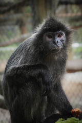 Fototapeta premium A silvered leaf monkey (Trachypithecus auratus) sits on a branch, its dark fur shimmering. It gazes calmly into the distance, appearing thoughtful amidst the forest green, 07 March 2026 Indonesia