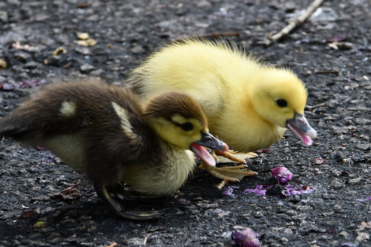 Filhotes de pato selvagem aproveitando para beber &aacute;gua de chuva no asfalto do jardim do Museu da Rep&uacute;blica antigo Pal&aacute;cio do Catete - RJ