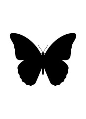 Black butterfly illustration with delicate antennae on transparent background silhouette © Hridoy