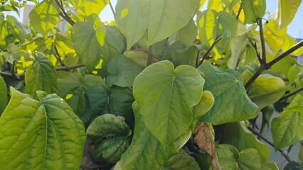 green and yellow macaw © Anji