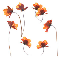 Fototapeta premium Collection of pressed dried cosmos flowers in warm orange and brown hues, isolated on a transparent background.