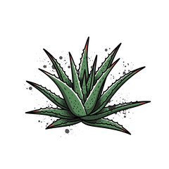 Fototapeta premium Aloe Vera Plant Illustration