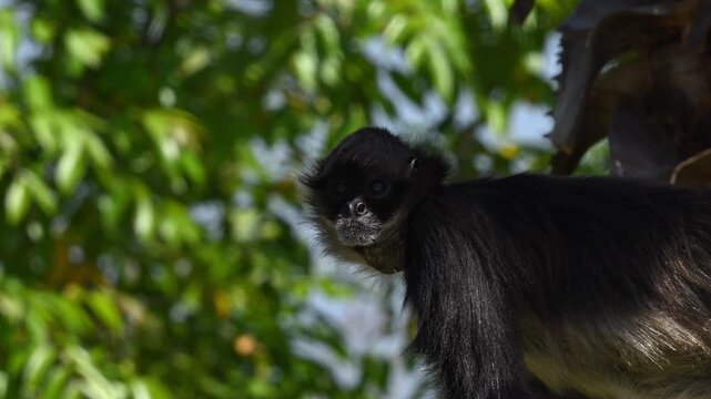 Close-up of the face and nose of a Central American spider monkey in a green environment.