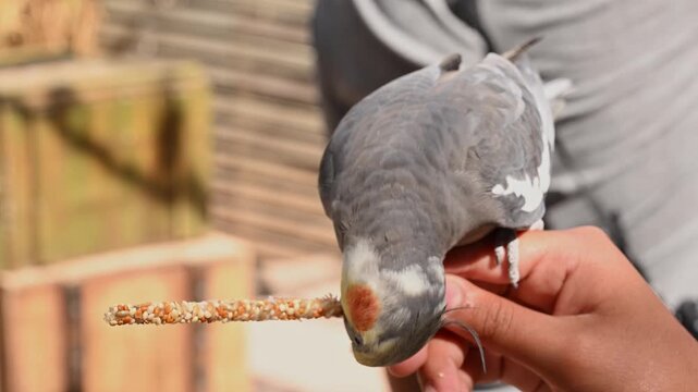Gray nymph eating from a person's hand