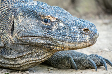 Fototapeta premium close up of the face komodo dragon