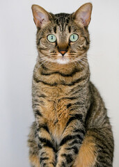 lovely cat with round eyes