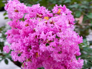 Obraz premium Vibrant cluster of bright pink crape myrtle blossoms in full bloom, with delicate ruffled petals and orange stamens against green foliage.
