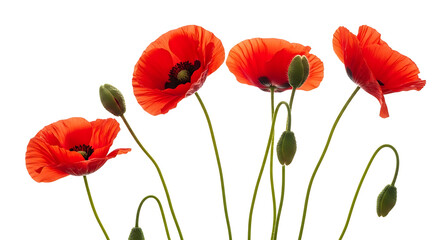 Obraz premium Elegant Minimalist Composition of Vibrant Red Poppy Flowers on White