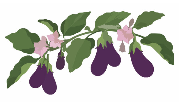 Ripe eggplant branch with purple aubergine fruits and pink flowers botanical vector illustration