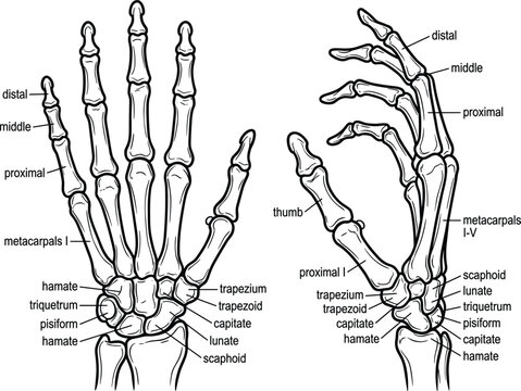 Detailed Anatomical Human Skeleton Hand Vector Illustration Featuring Labeled Bone Structures For Medical Study Purposes