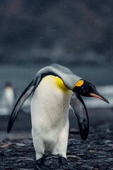 Fototapeta premium King Penguin walking on rocky shore in South Georgia Island during overcast weather