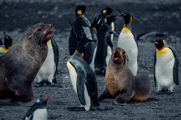 King penguins interact with fur seals on South Georgia Island in a lively scene during a rainy day © ANITEK MEDIA 