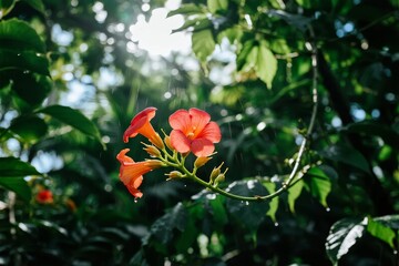 Obraz premium Vibrant orange flowers blooming on a vine amidst lush green foliage in a sunlit garden setting