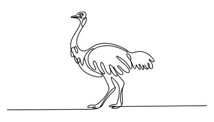 Fototapeta premium One continuous line illustration of an ostrich bird , isolated on white background.