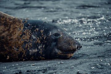 Naklejka premium Seals resting on the black sand beaches of South Georgia Island during the late afternoon