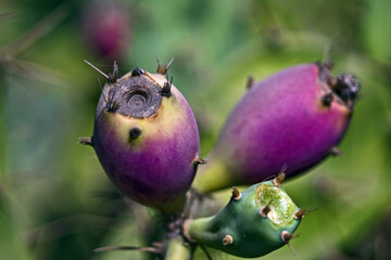 Gros plan sur des figues de barbarie