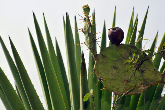 Figuier de barbarie et feuilles d'agave
