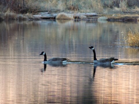 A pair of Canadian geese swimming in a pond