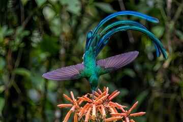 Fototapeta premium red flower in the garden