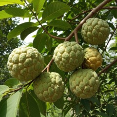 Obraz premium Custard apples growing on a tree in natural light.